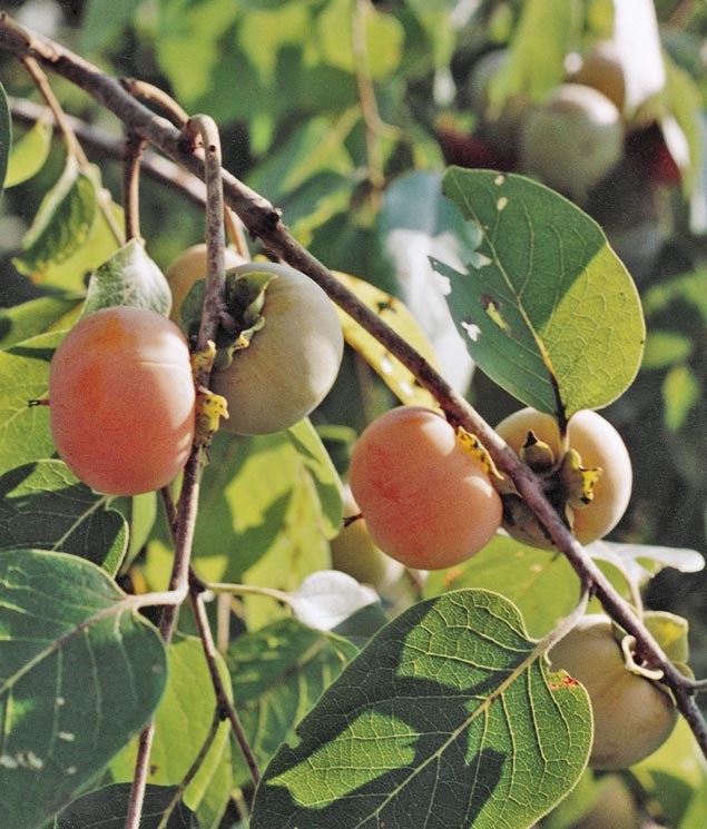 Persimmon Prok